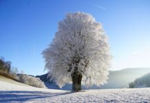 Czym są prawa na dobrach niematerialnych?