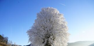 Czym są prawa na dobrach niematerialnych?